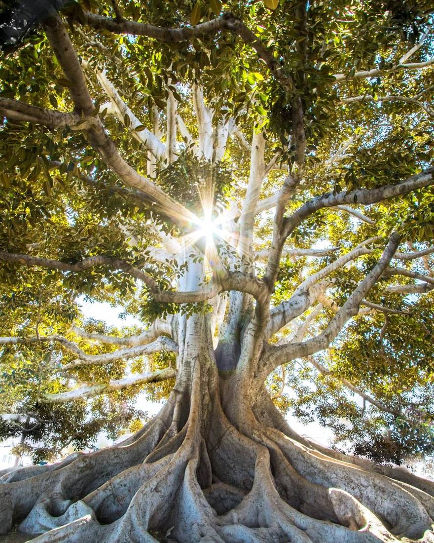 Mächtiger Baum mit weit verzweigten Wurzeln im Sonnenlicht