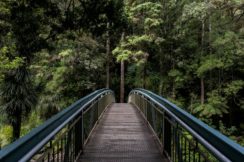Holzbrücke, die in einen grünen Wald führt