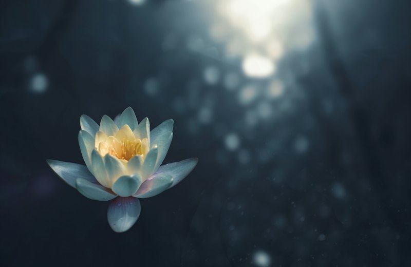 Lotusblüte im sanften Licht