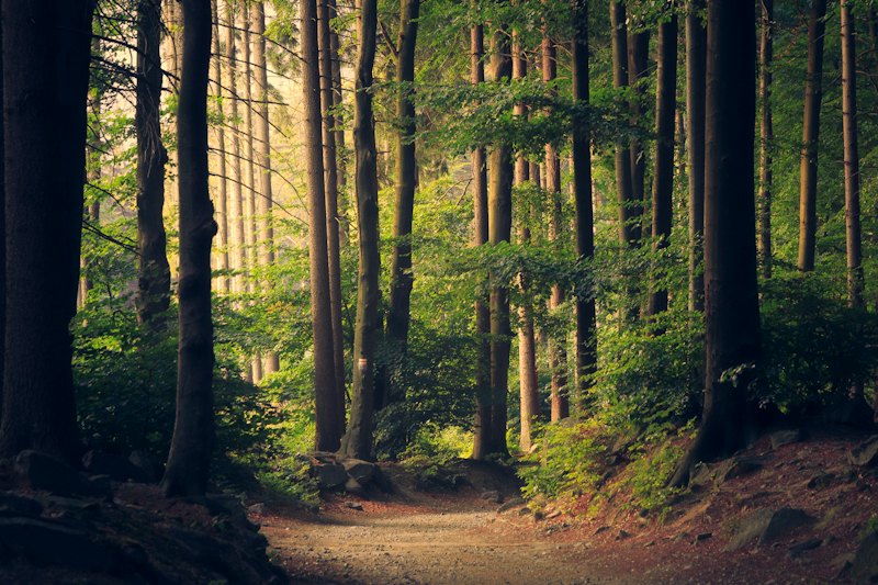 Sonnenlicht fällt durch einen ruhigen Wald